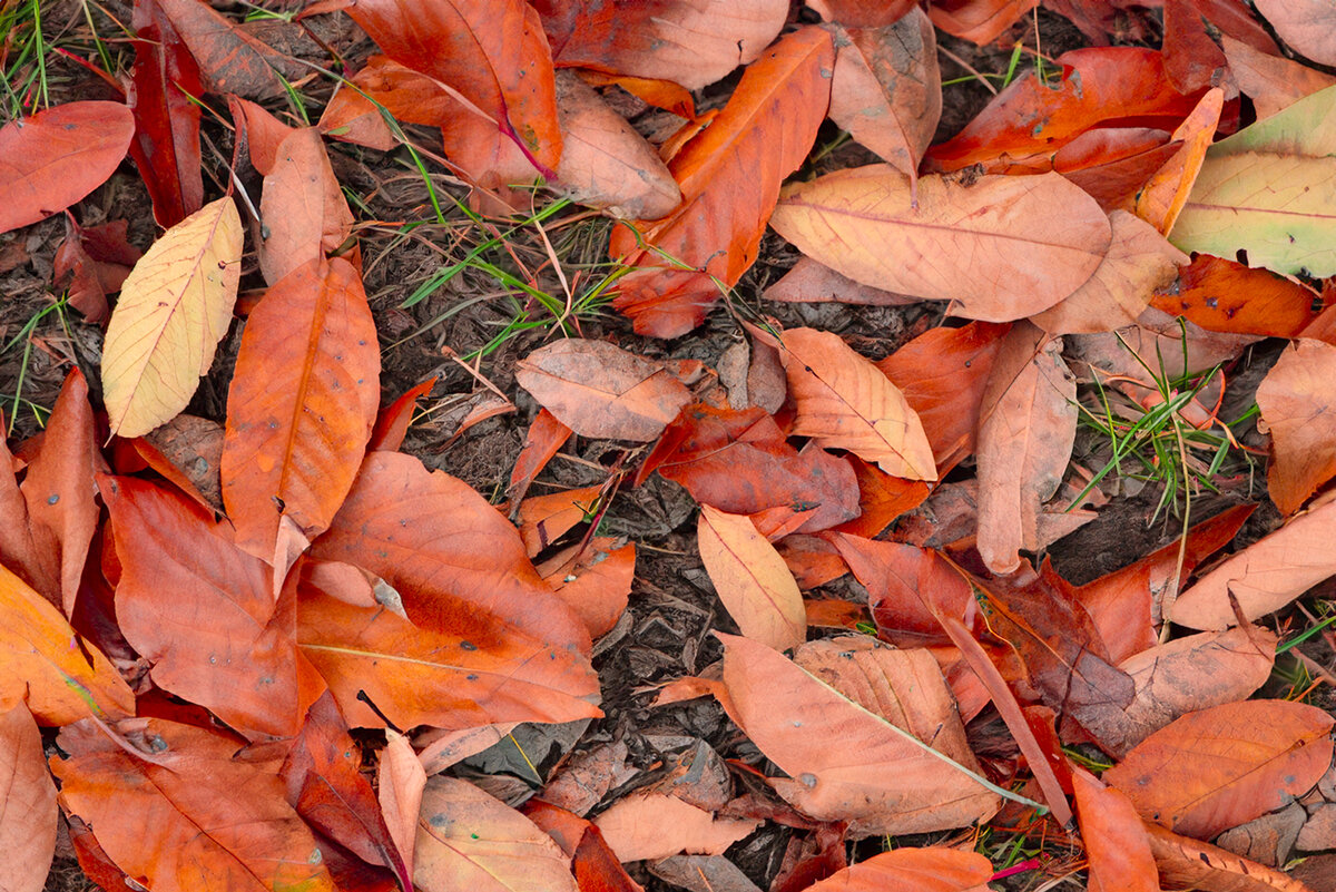Осень – это пора, когда природа преображается, окрашиваясь в яркие краски и окутывая все вокруг уютной атмосферой.