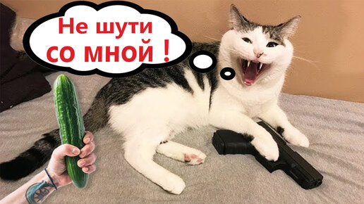 Смешные коты – главные герои мемов