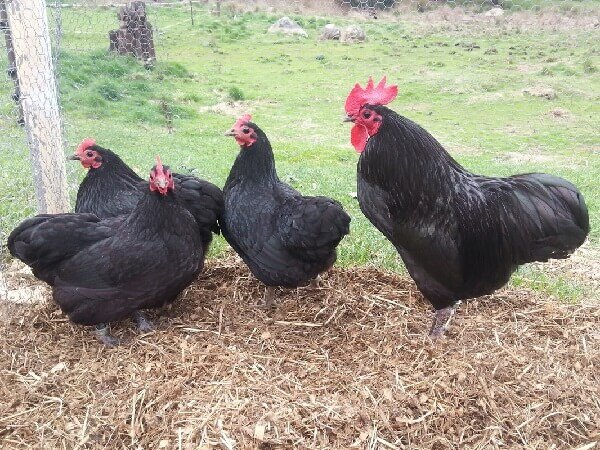 Внешний вид