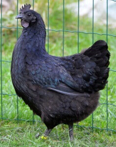 Ухейилюй – внешние признаки