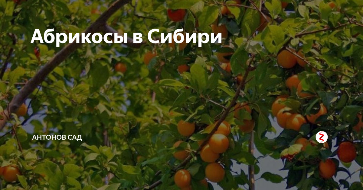 Народный аудит на АВТОВАЗе, Минпромторг не справляется, рынок перенасыщен: экспе