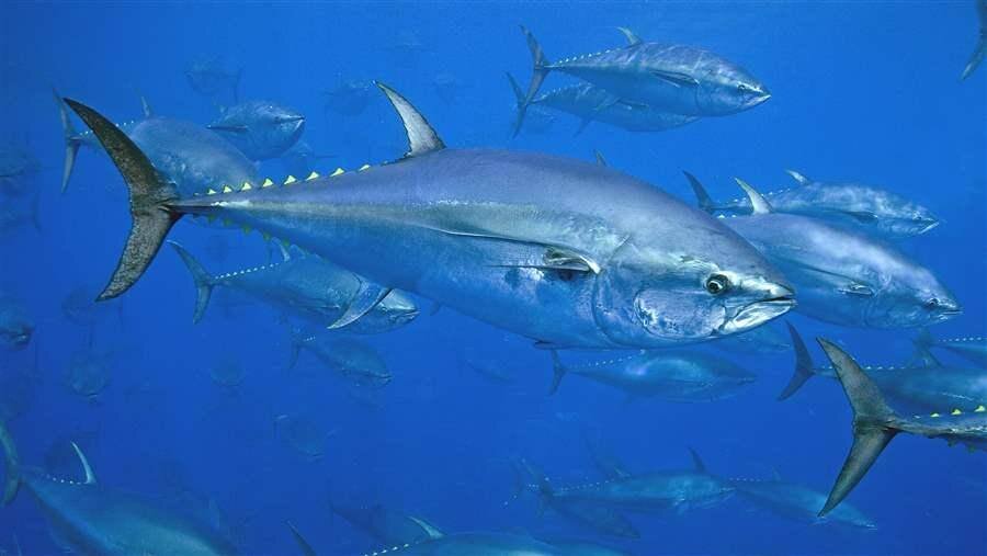 Thunnus thynnus