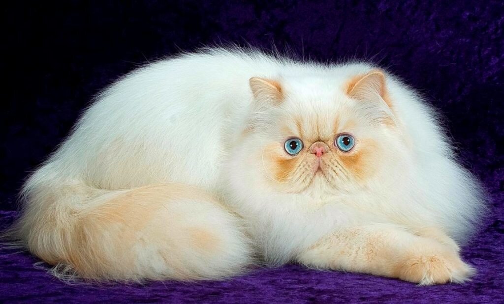 Персидский кот: что стоит знать об этой породе? | Хитрости жизни | Дзен