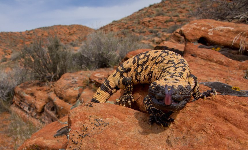 Вот и наш монстр