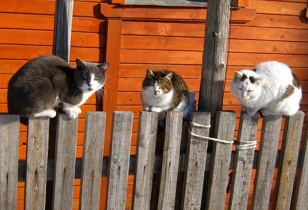кошки в деревне фото
