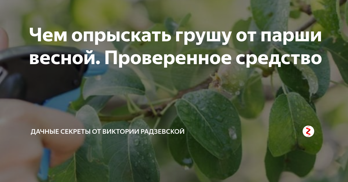 Чем опрыскать грушу от парши весной. Проверенное средство | Виктория ...