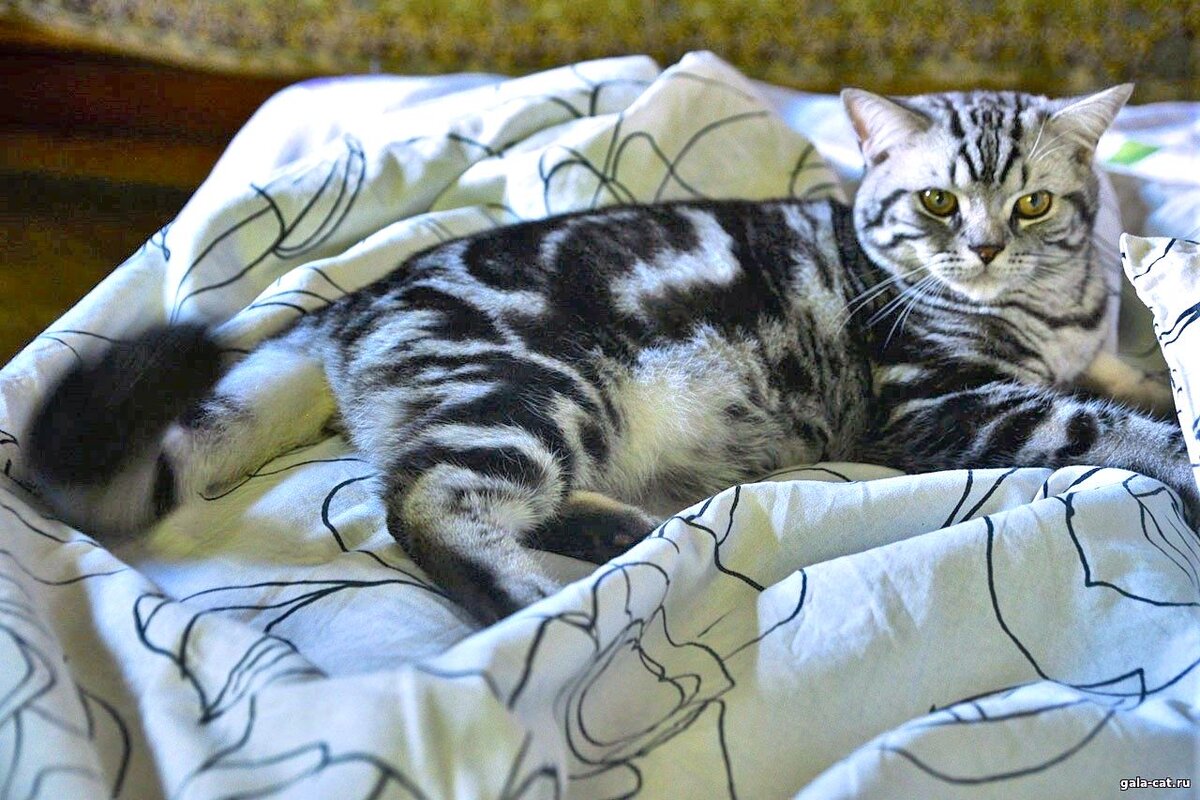 Британский кот Vasilek High Class*RU, BSH ns 22 64 (чёрный серебристый мраморный)