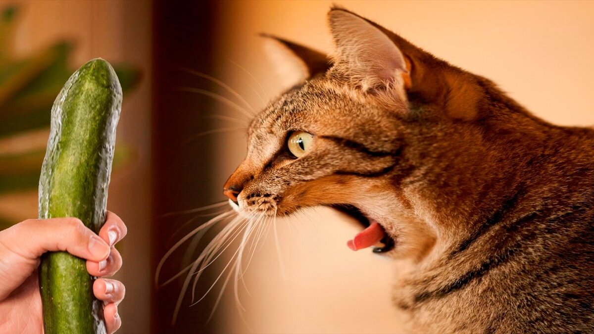 Почему коты боятся огурцов, правда ли это и какие еще есть страхи у кошек