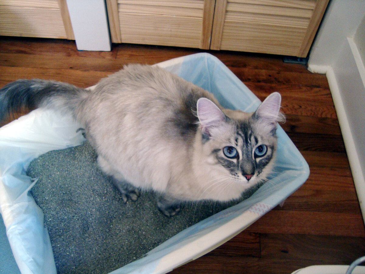 Кот часто ходит в туалет по большому