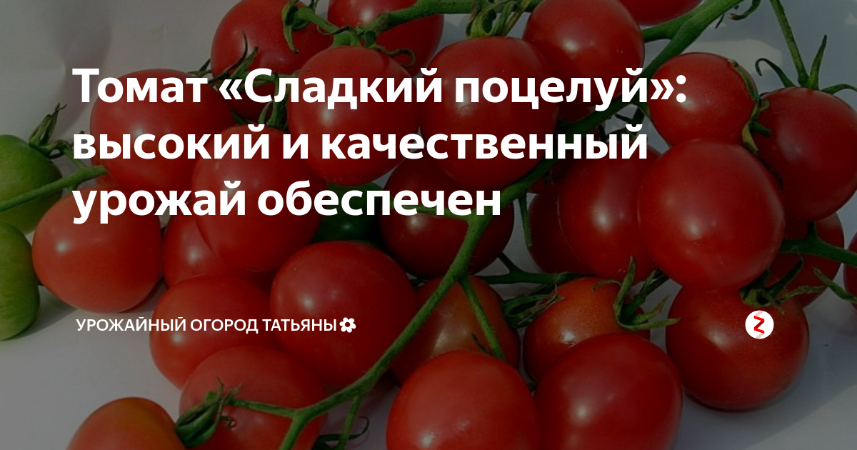 Томат гераниум кисс описание сорта фото: найдено 89 изображений