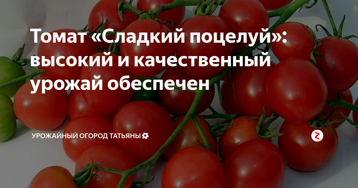 Томат сладкие отзывы. Томат сладкий поцелуй. Томат сладкий поцелуй характеристика и описание сорта. Картинки томат сладкий поцелуй. Томат 