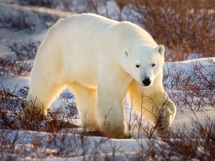 Фото взято из открытого источника в интернете ссылка:http://national-travel.ru/images/photos/medium/belyy-medved-4-5967c851e1485.jpg