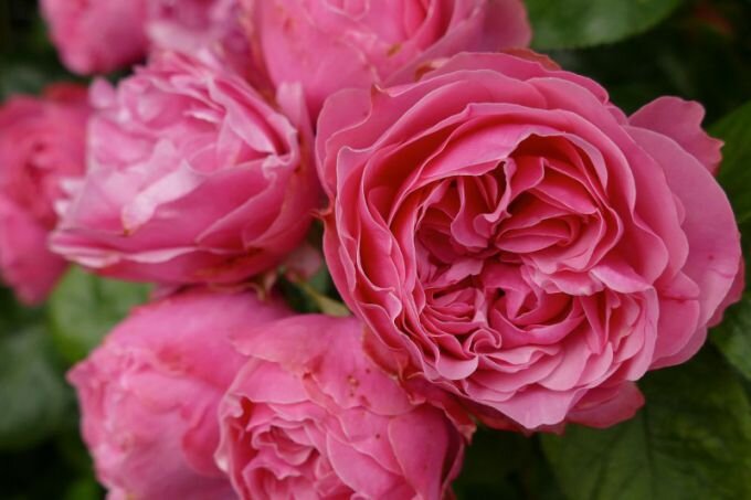 Бокаловидная роза из бисера. Часть 2 Цветок. Мастер-класс