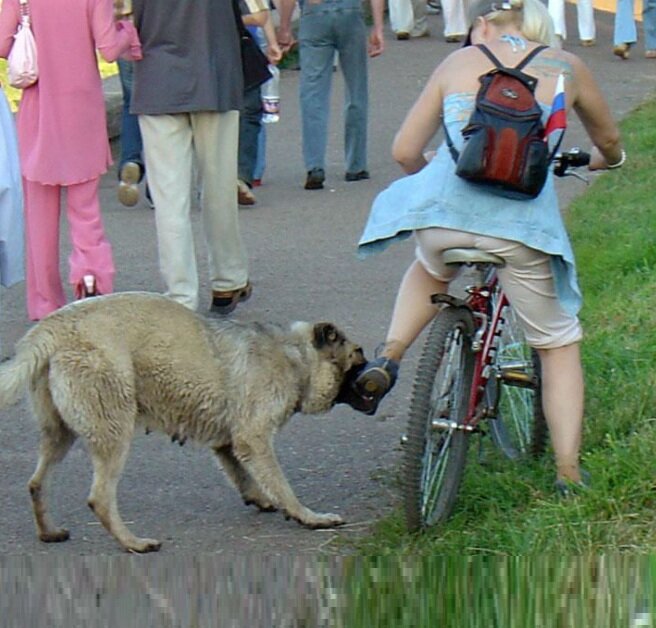 если укусила собака.