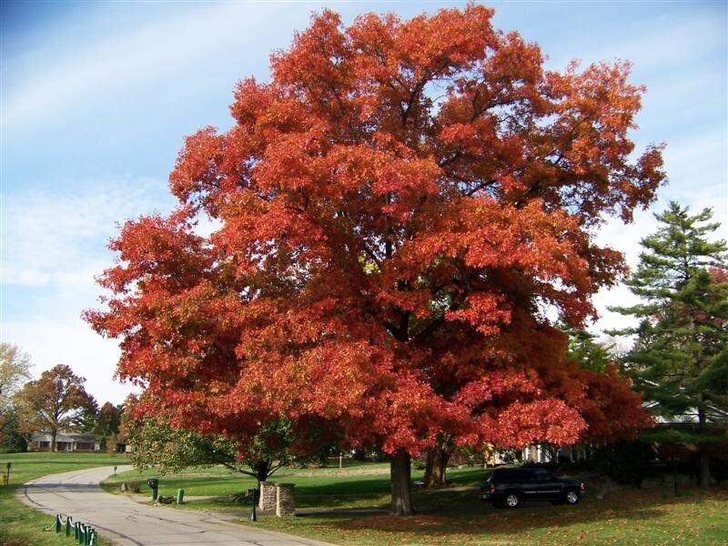 Разные деревья. Дуб красный Quercus rubra. Дуб шарлаховый Quercus coccinea. Дуб красный шарлаховый. Дуб шарлаховый Скарлет.