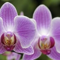    Орхидеи – удивительно интересные и красивые цветы. Научиться выращивать их в домашних условиях мечтают многие любители комнатных растений.