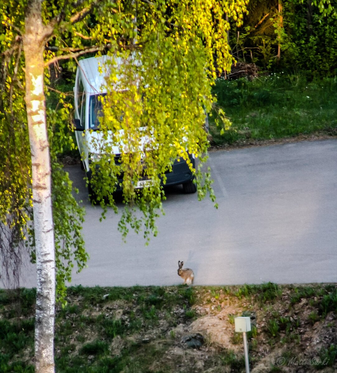 Зверь живет в районе Вихерлааксо в городе Эспоо.