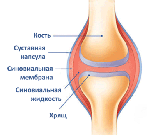 Синовиальная жидкость в коленном суставе. Суставная жидкость. Сустав строение суставная жидкость. Цвет синовиальной жидкости. Синовиальная жидкость питание хряща.