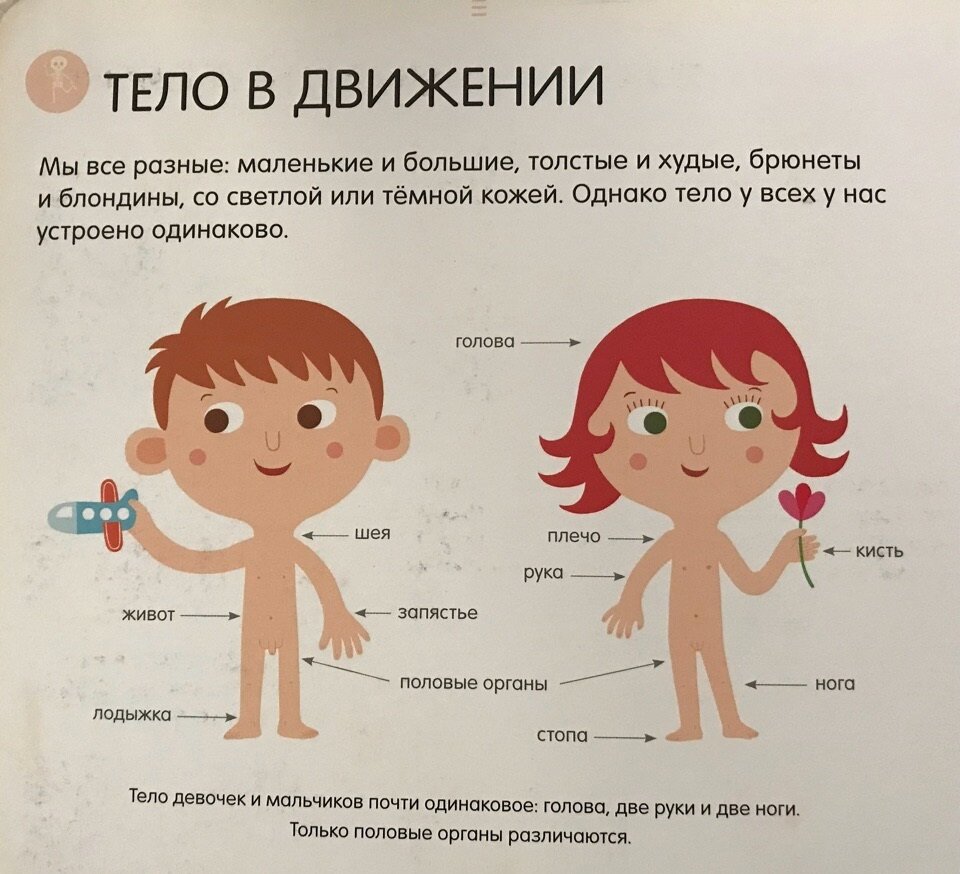 Анатомия для детей 5 лет в картинках