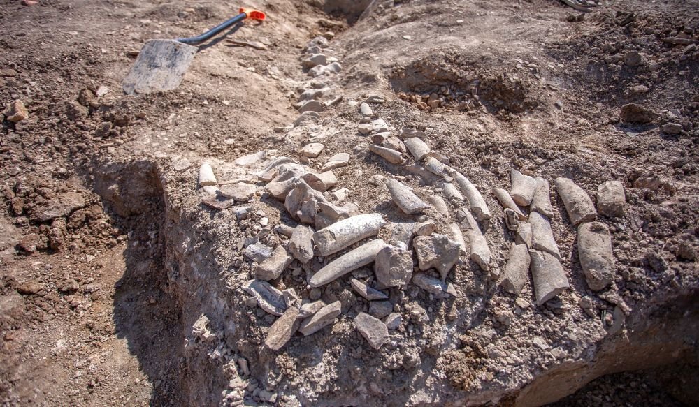 Останки древнего кита - цетотерия близ Керчи. Фото: most.life