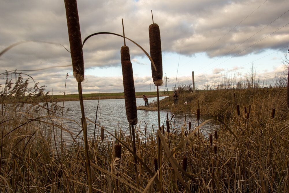 Девушки срезающие камыш 1927 год. Троепольский в камышах. Заросли камыша. Камыш цветение. Камыш в астрахани.