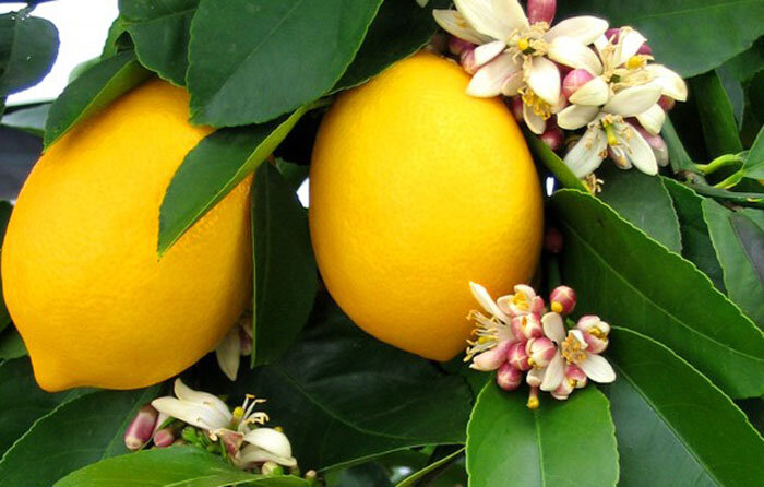 Борьба с болезнями комнатного домашнего лимона