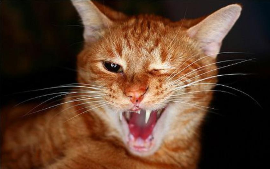 Пишите в коммент, что бы Вы хотели узнать про Раков?