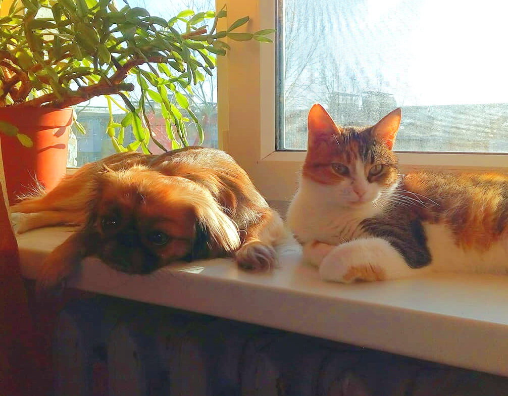 Кошка и собака греются на подоконнике