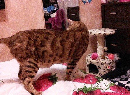 Маленький Нарцисс и его кото - домик.