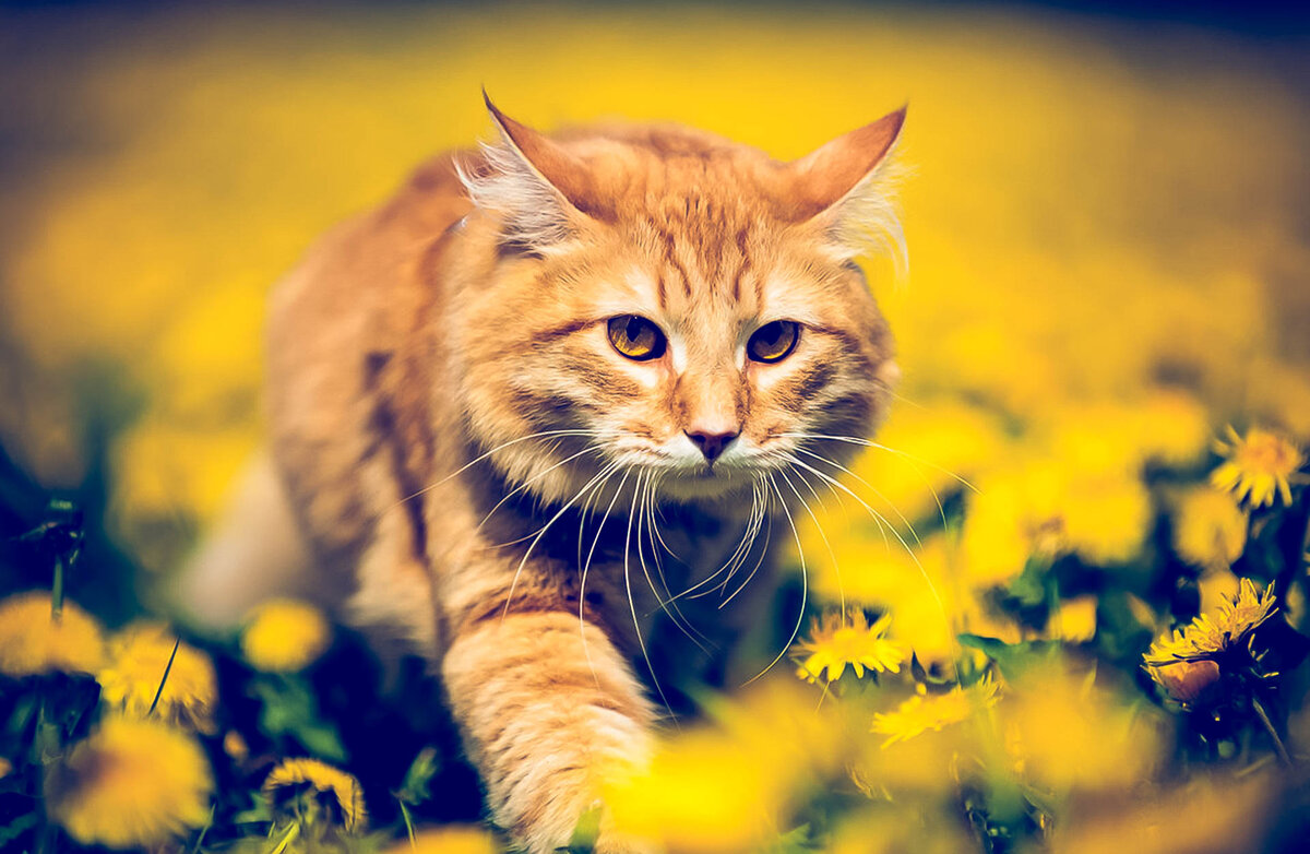 Коты по Знаку Зодиака