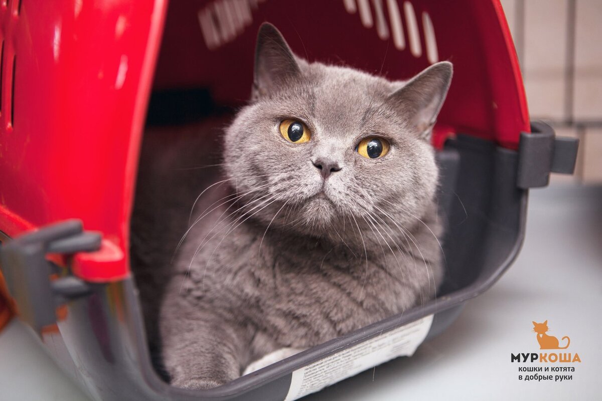 На фотографии - кошечка Ева, которая обрела свой дом и семью.