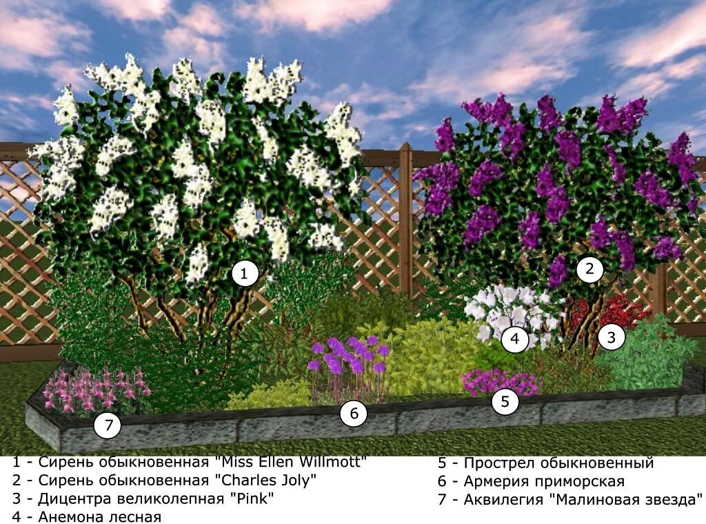 Что посадить рядом с сиренью схемы кустарниковой группы