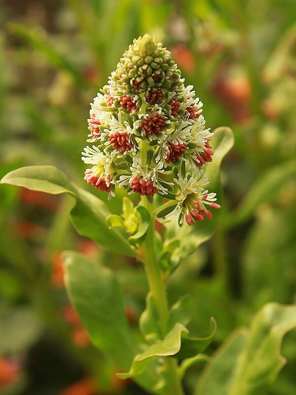 Reseda odorata