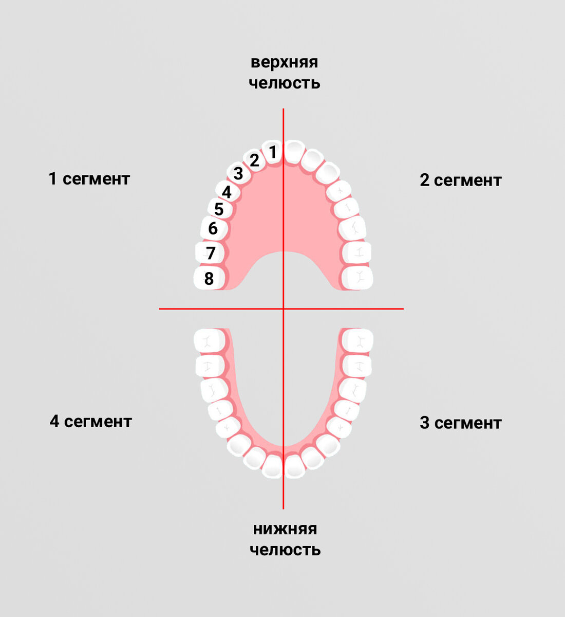 Зуб 1.4. Зубная формула в стоматологии сегменты. Зубная формула по международной системе обозначения зубов. Деление челюсти на 4 зоны. Схема зубов в стоматологии.