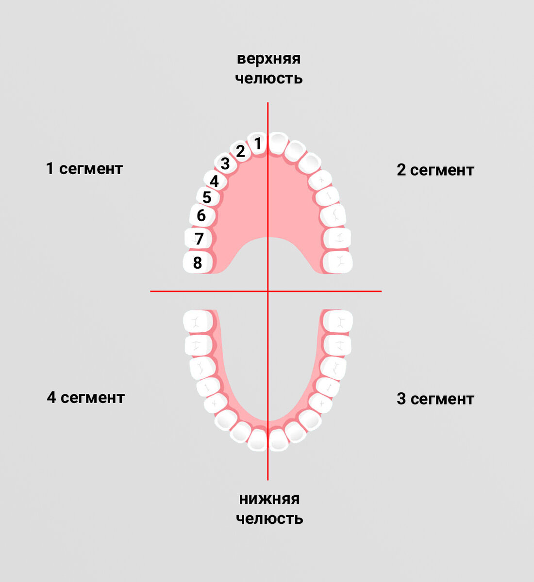 Обозначение сегментов. Нумерация зубов в стоматологии схема у взрослых. Зубная формула человека схема. Зубная формула верхней челюсти. Зубная формула в стоматологии сегменты.
