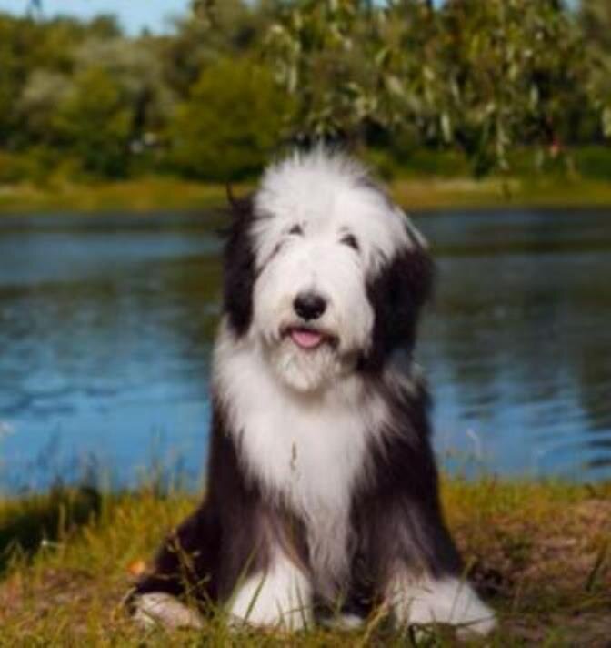 Бородатый колли