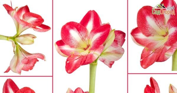Изображение: depositphotos.com