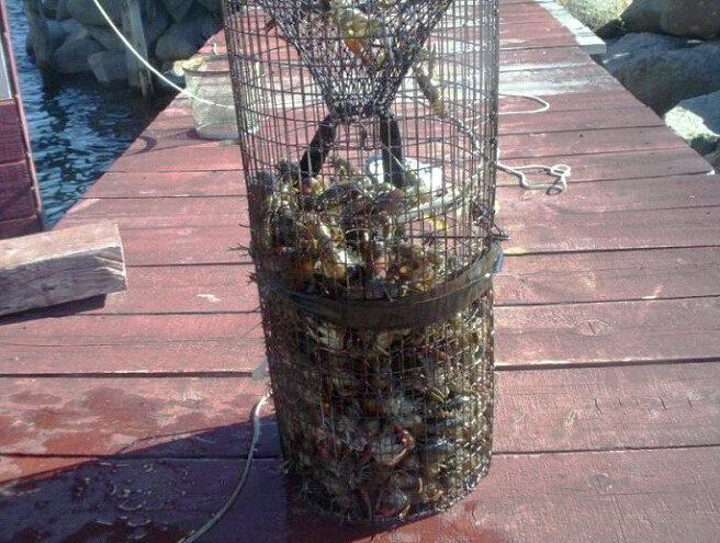 Какую приманку положить в морду