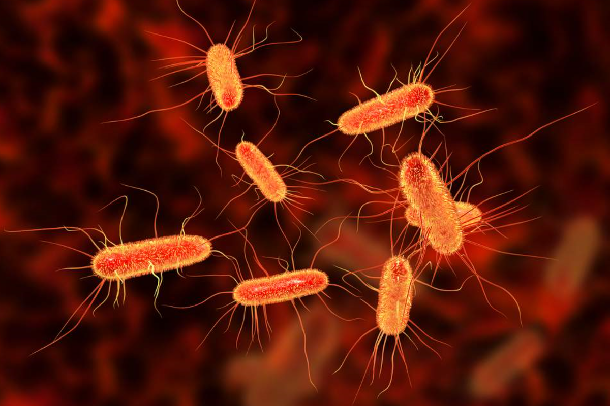 на фото кишечная палочка - escherichia coli