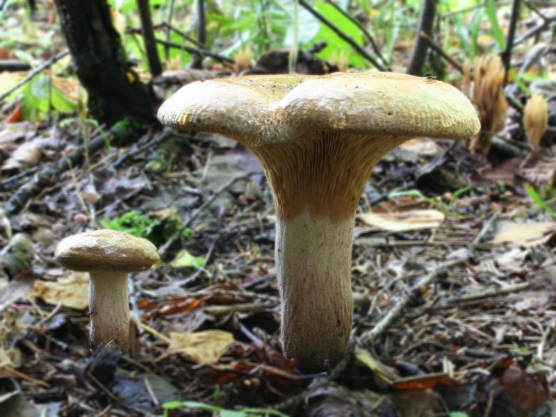Источник фото: http://ya-gribnik.ru/images/svinyshka/3.jpg