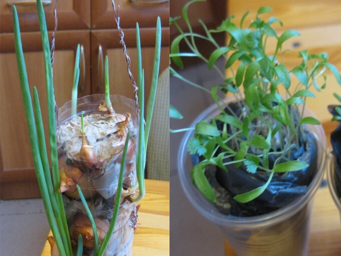  У настоящего огородника азарт посадок не угасает круглый год, так и хочется вырастить что-нибудь полезное у себя на подоконнике. Первое, что приходит на ум – это зелень. На первый взгляд, всё очень просто. В реальности, оказывается, что сочные зелёные росточки в зимнем сумраке на узком подоконнике вырастить непросто, есть свои хитрости и находки.
 
