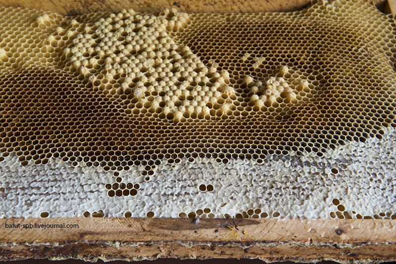 На фото в центре - трутовый расплод. Он получился нечаянно, как и всякий трутовый расплод. Обычно трутовые ячейки строят внизу рамки, так сказать, бонусом. На этой рамке мы видим, что трутов началя выращивать прямо из ячеек для рабочих. Это, как правило, очень плохой знак. 