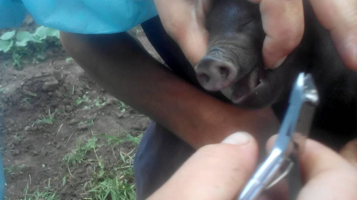 Всех этих проблем можно избежать, если вовремя обработать клыки так, чтоб они либо вообще исчезли, либо утратили остроту и большие размеры.Операция хоть и болезненная, но необходимая