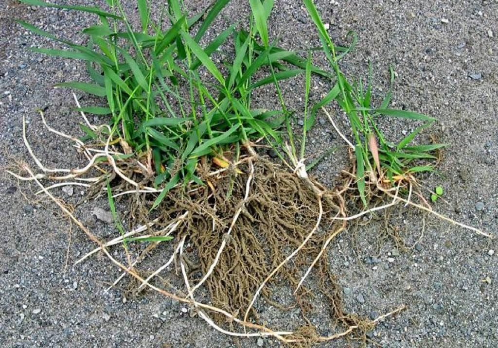 Пырей ползучий. Фото взято из открытых источников.