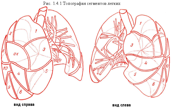 Сегментарное строение легких рисунок