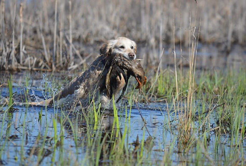                               ДОГ-МА АГАТА, владелец: Киселёв А.А.