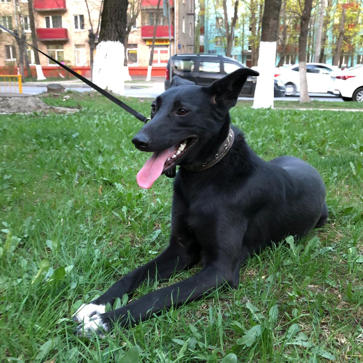 Мия, ищет дом