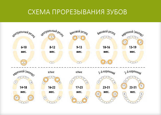 Молочные зубы до скольки лет меняются на постоянные схема