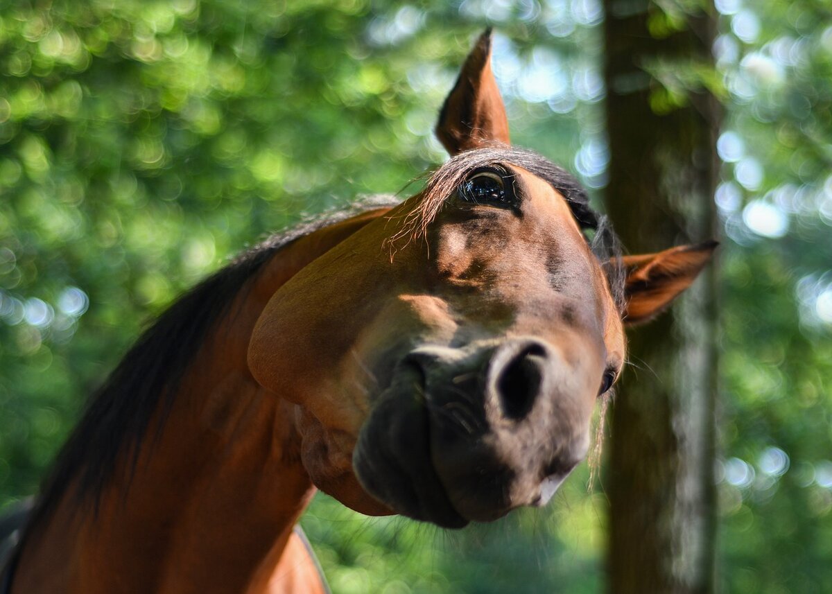 Смешные фото коня