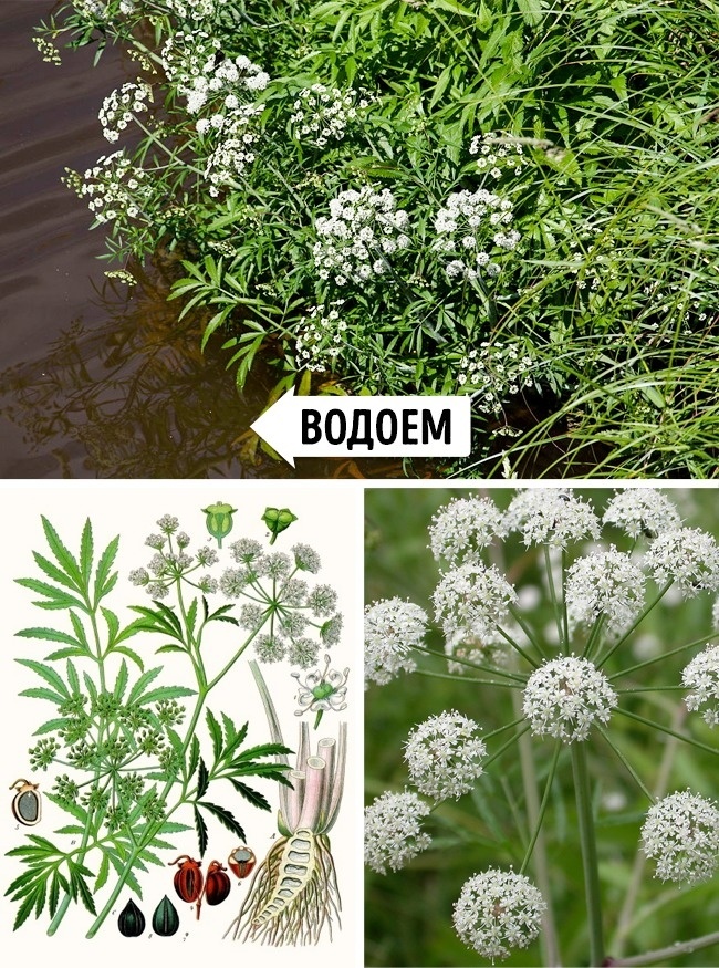 На втором месте Вех ядовитый .